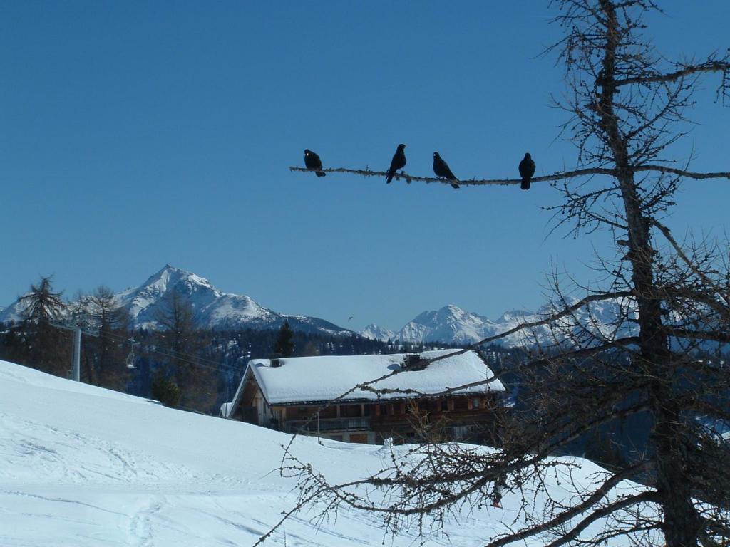 Mecki'S Dolomiten Panorama Stubn Debant Oda fotoğraf